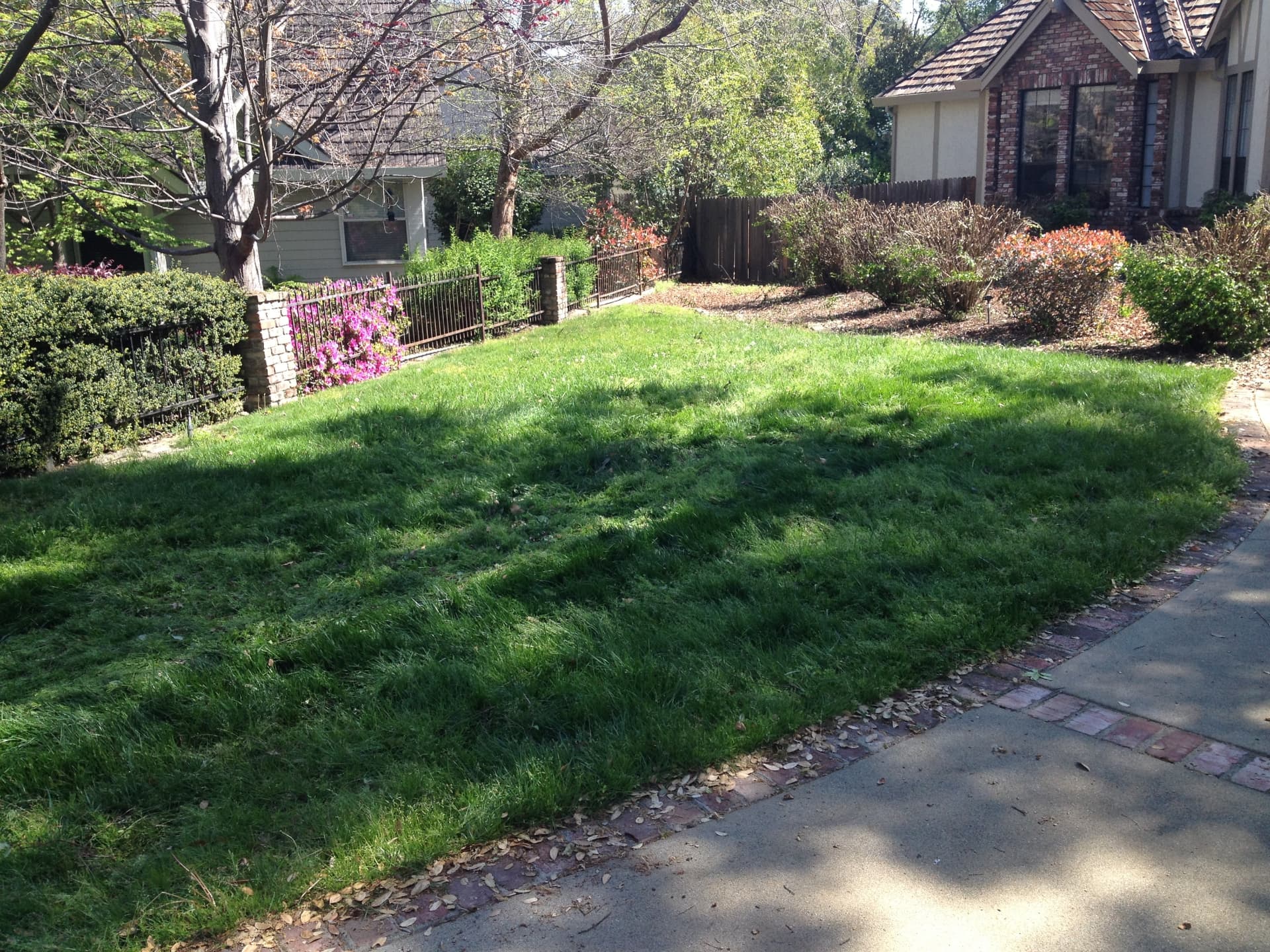 Overgrown Yard Clearing after Long's Trash Hauling